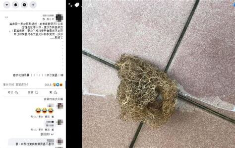 陽台 鳥巢